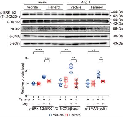 Farrerol prevents Angiotensin II-induced cardiac remodeling in vivo and in vitro